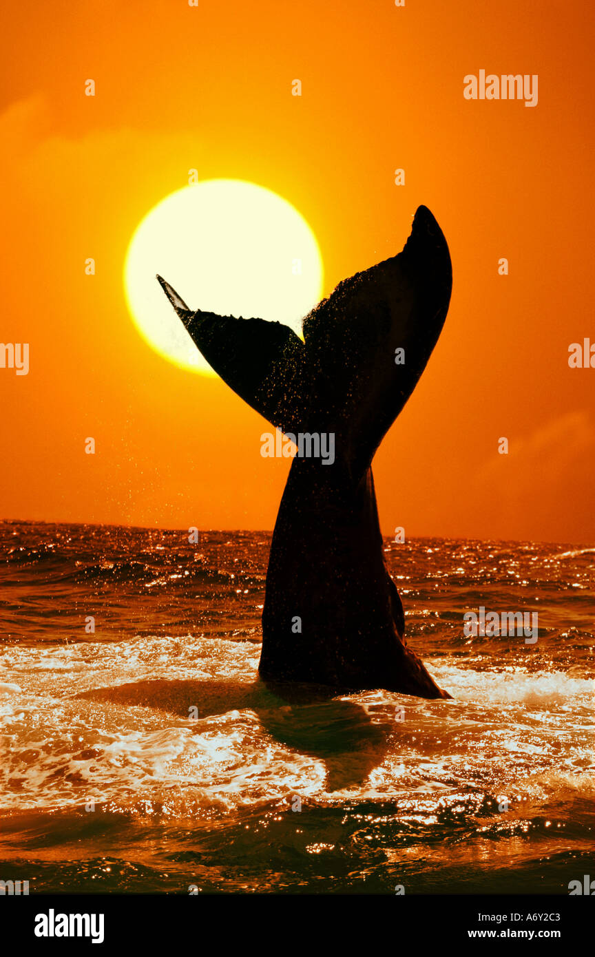 Humpback Whale Tail bei Sonnenuntergang AK Digital Composite Stockfoto