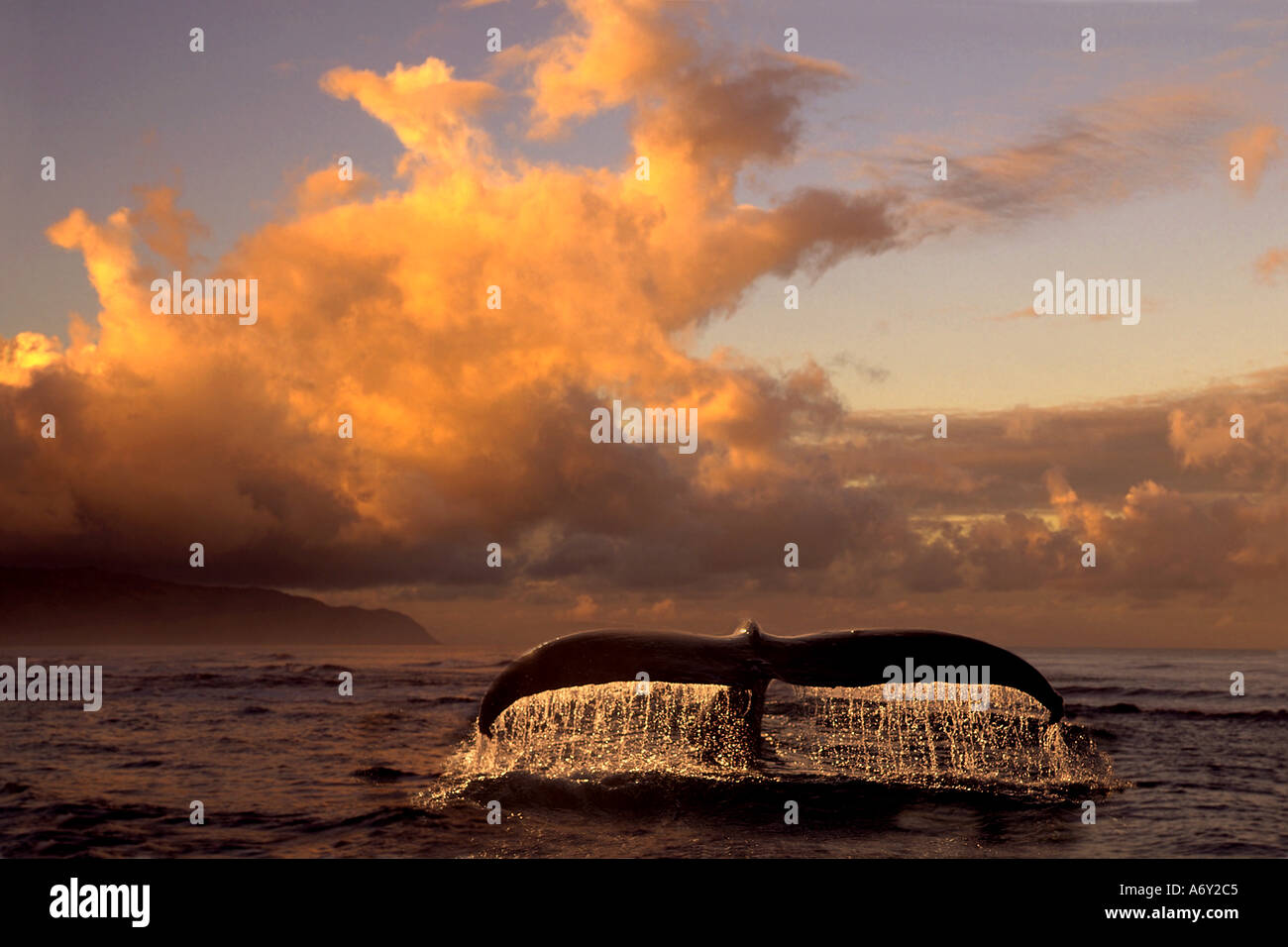 Humpback Whale Tail in Wasser südöstlich AK digitale Original Sommer Scenic Stockfoto