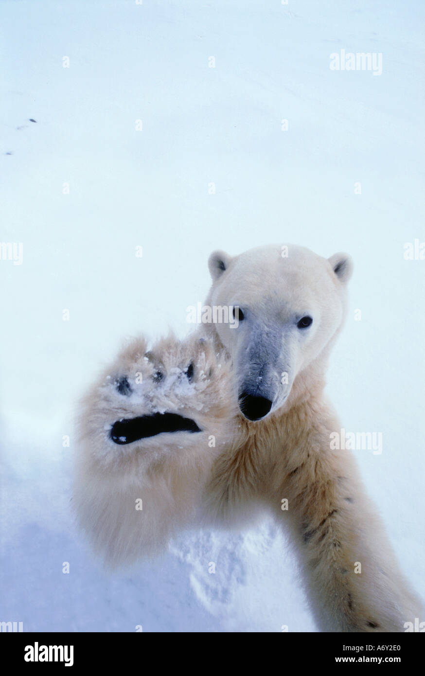 Polar Bear paws Kamera Cape Churchill Manitoba Kanada Winter Porträt Stockfoto