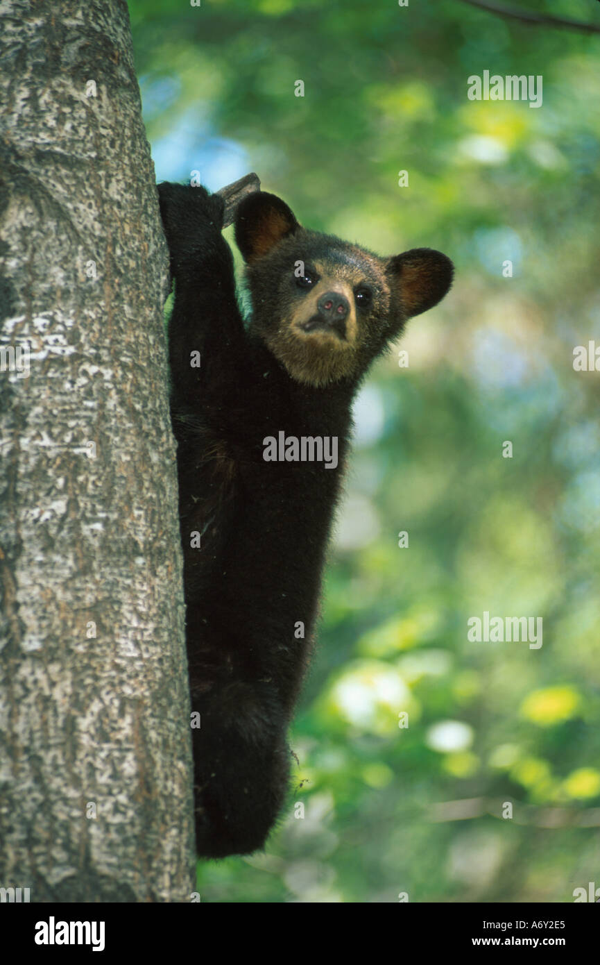 Porträt von Black Bear Cub in Baum-Minnesota Stockfoto