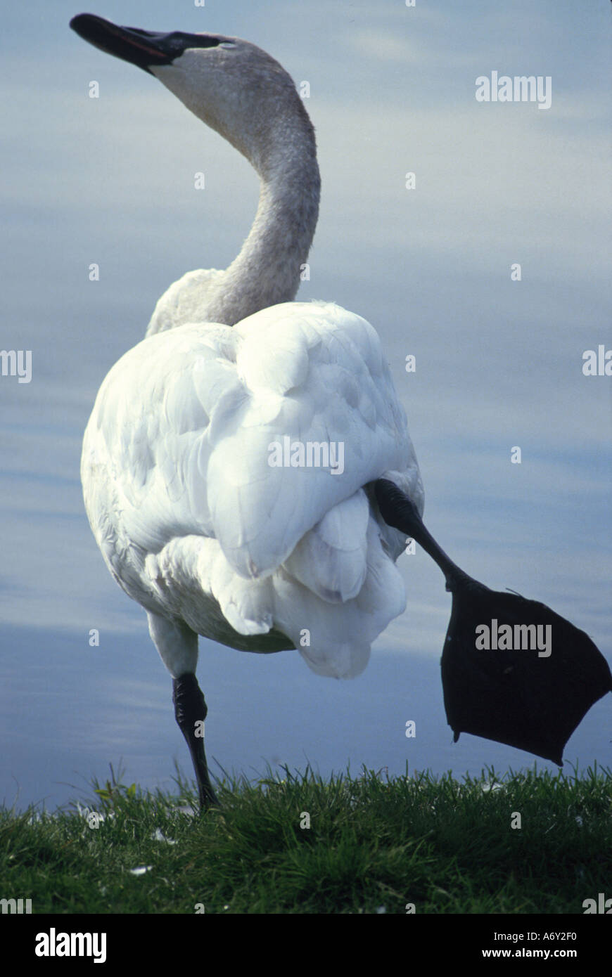 Trumpeter Swan Stretching Alaska Sommer Porträt Stockfoto