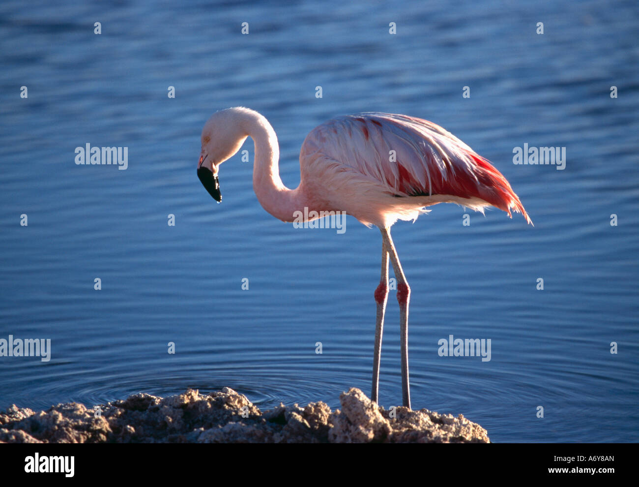 Chilenische Flamingo Phoenicopterus Chilensis stehen im Wasser und auf der Suche nach Nahrung Laguna Lejia Atacama Region Chile Stockfoto