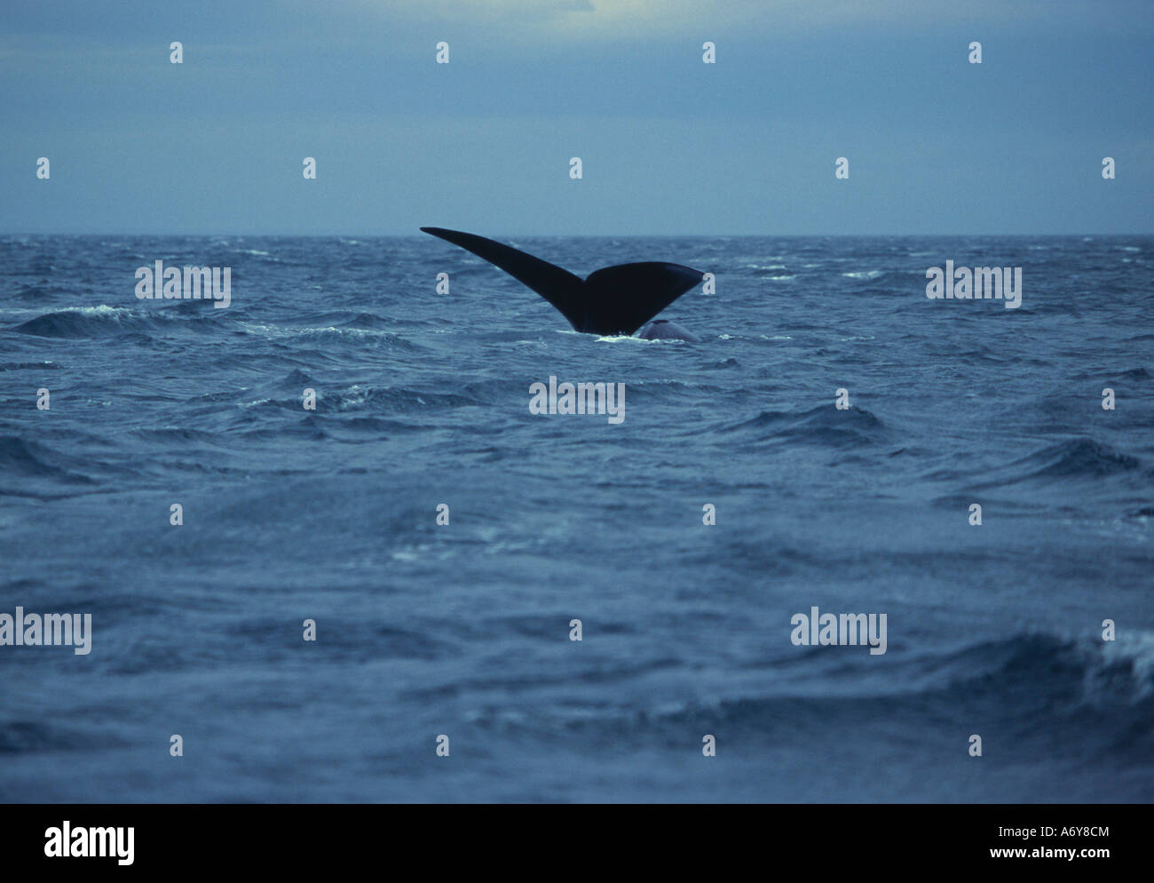 Southern Right Whale Eubaleana Australis Tauchen in das Meer Halbinsel Valdés Argentinien Stockfoto