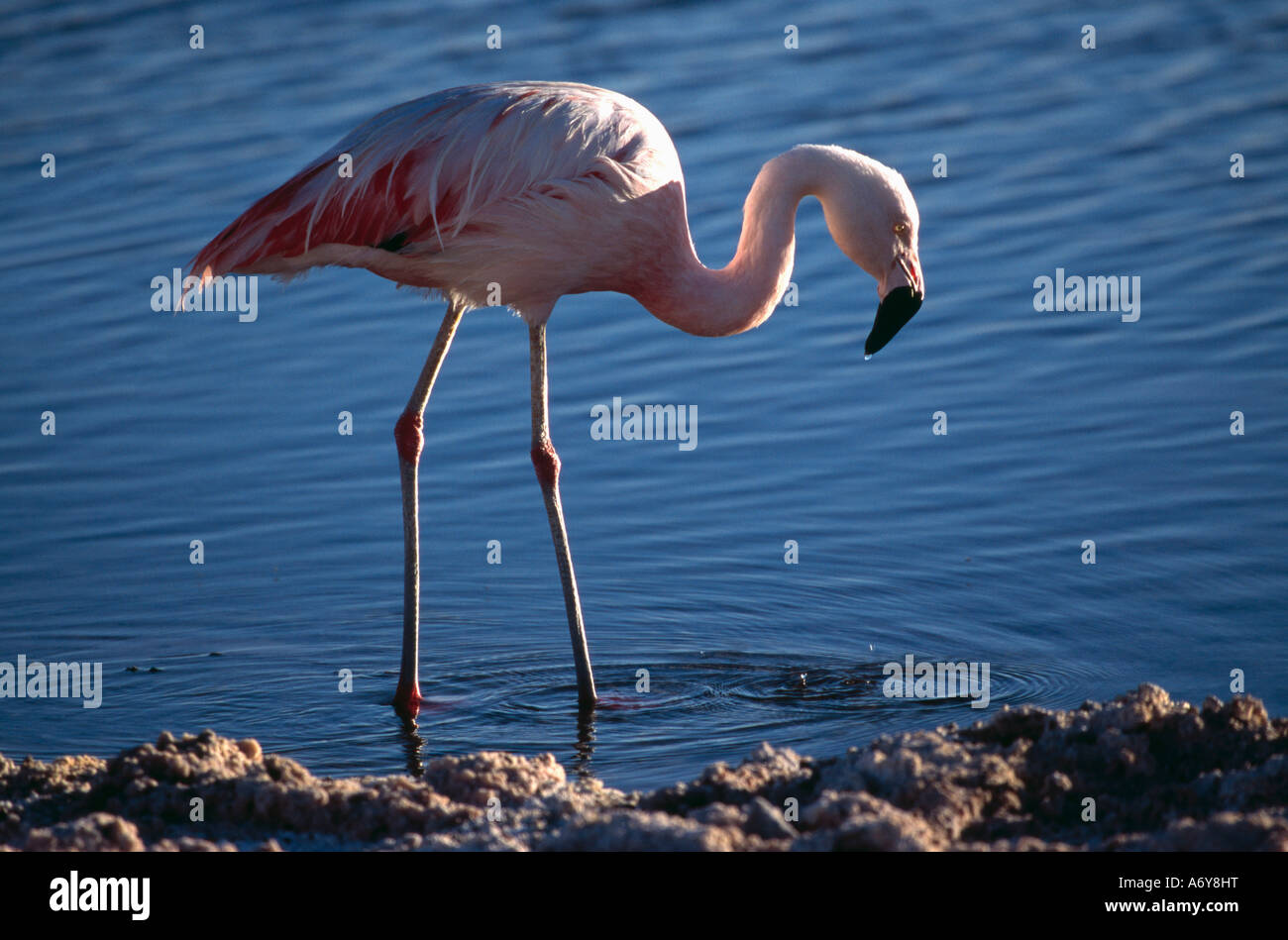 Chilenische Flamingo Phoenicopterus Chilensis stehen im Wasser und auf der Suche nach Nahrung Laguna Lejia Atacamawüste Chile Stockfoto