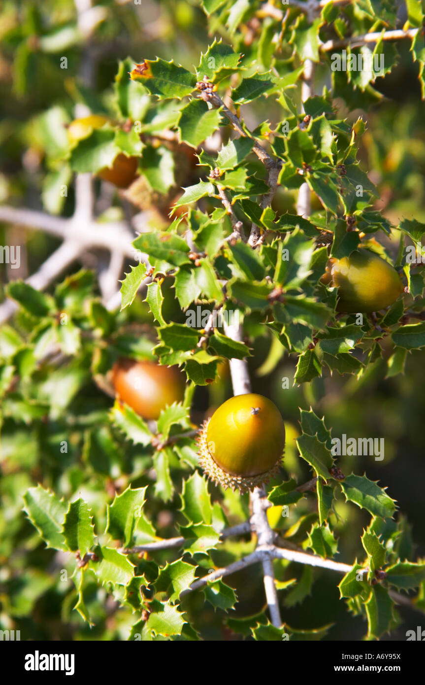 Domaine Borie la Vitarèle Causses et Veyran St Chinian. Languedoc. Garrigue Unterholz Vegetation mit Sträuchern und Kräutern. Chene Stockfoto