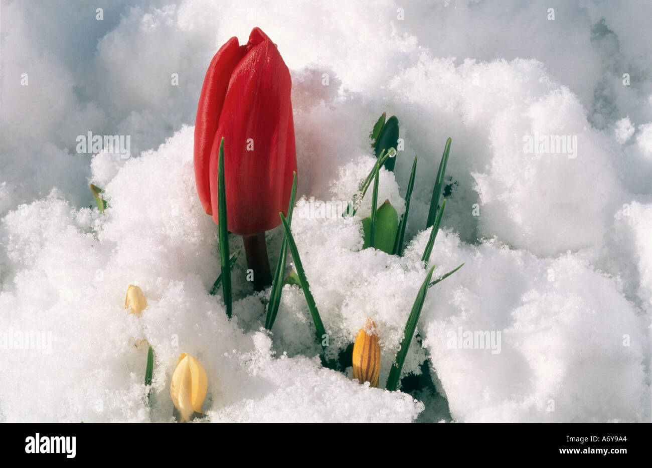 rote Tulpe und gelbe Krokus wächst durch Schnee Stockfoto