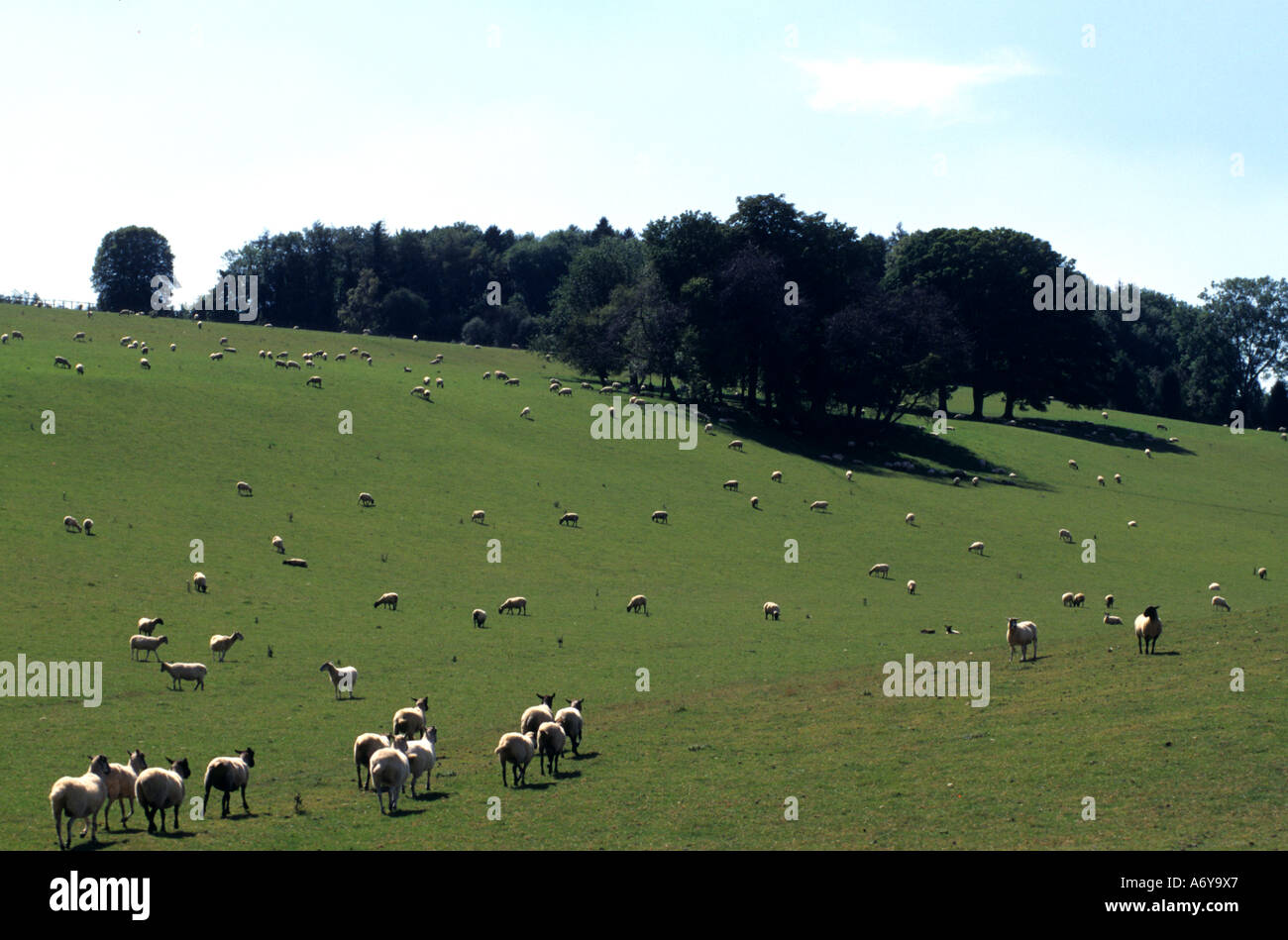 Cotswolds Gloucestershire britische England Bauernhof Landschaft Schaf Schafe Stockfoto