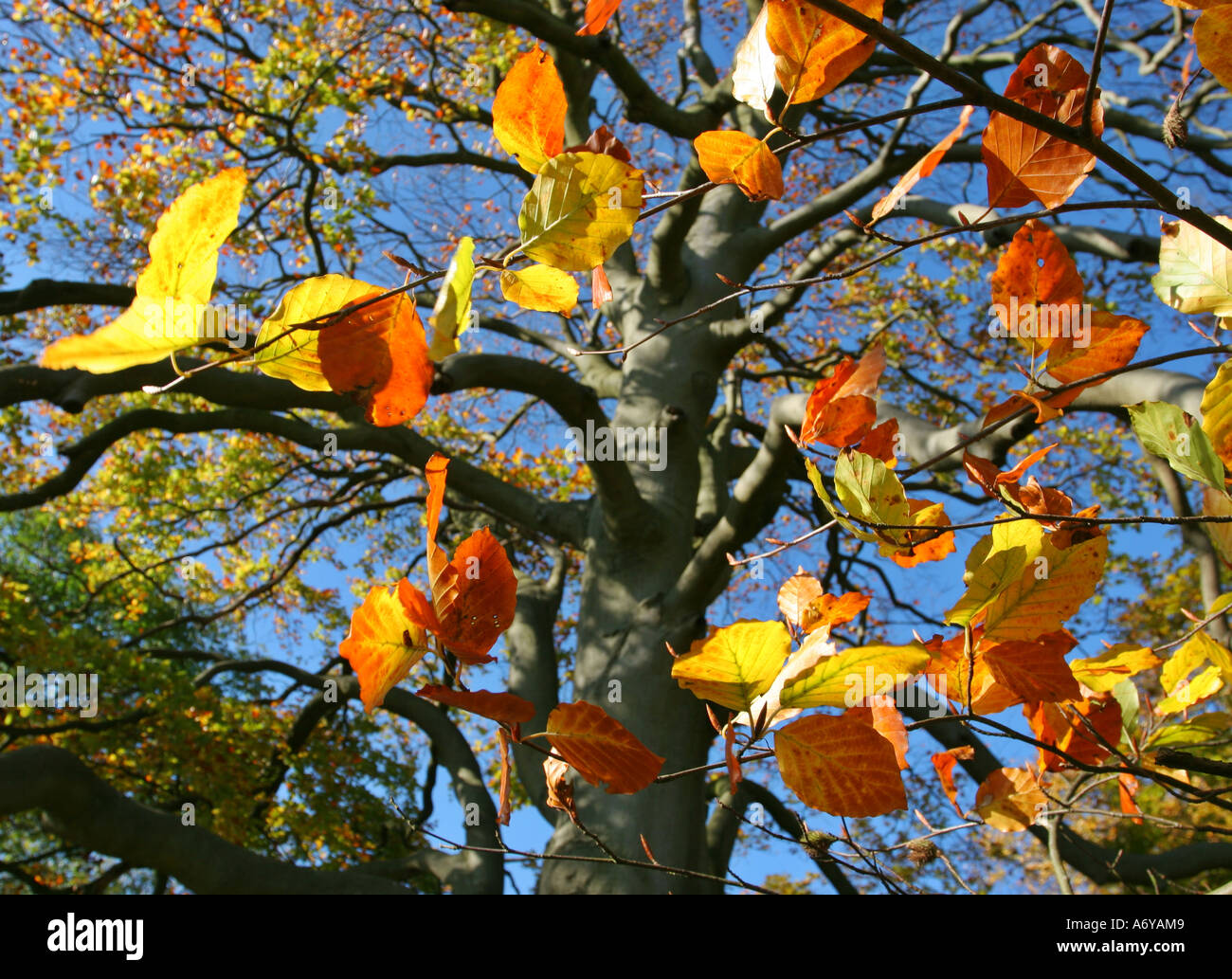 Buche im Spätherbst Stockfoto