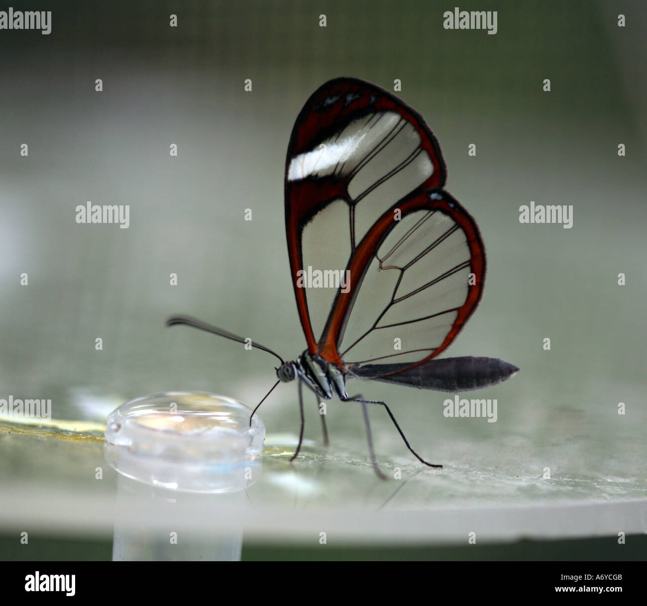Glasswing Schmetterling nippen Zuckerlösung bilden einen Kunststoffbehälter Stockfoto