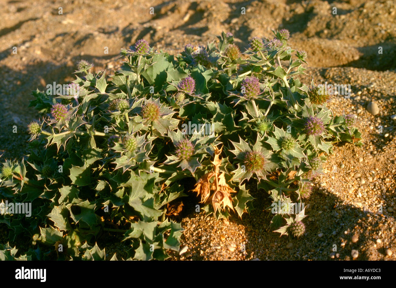 Meer-Holly Eryngium Maritimum, Apiaceae Stockfoto