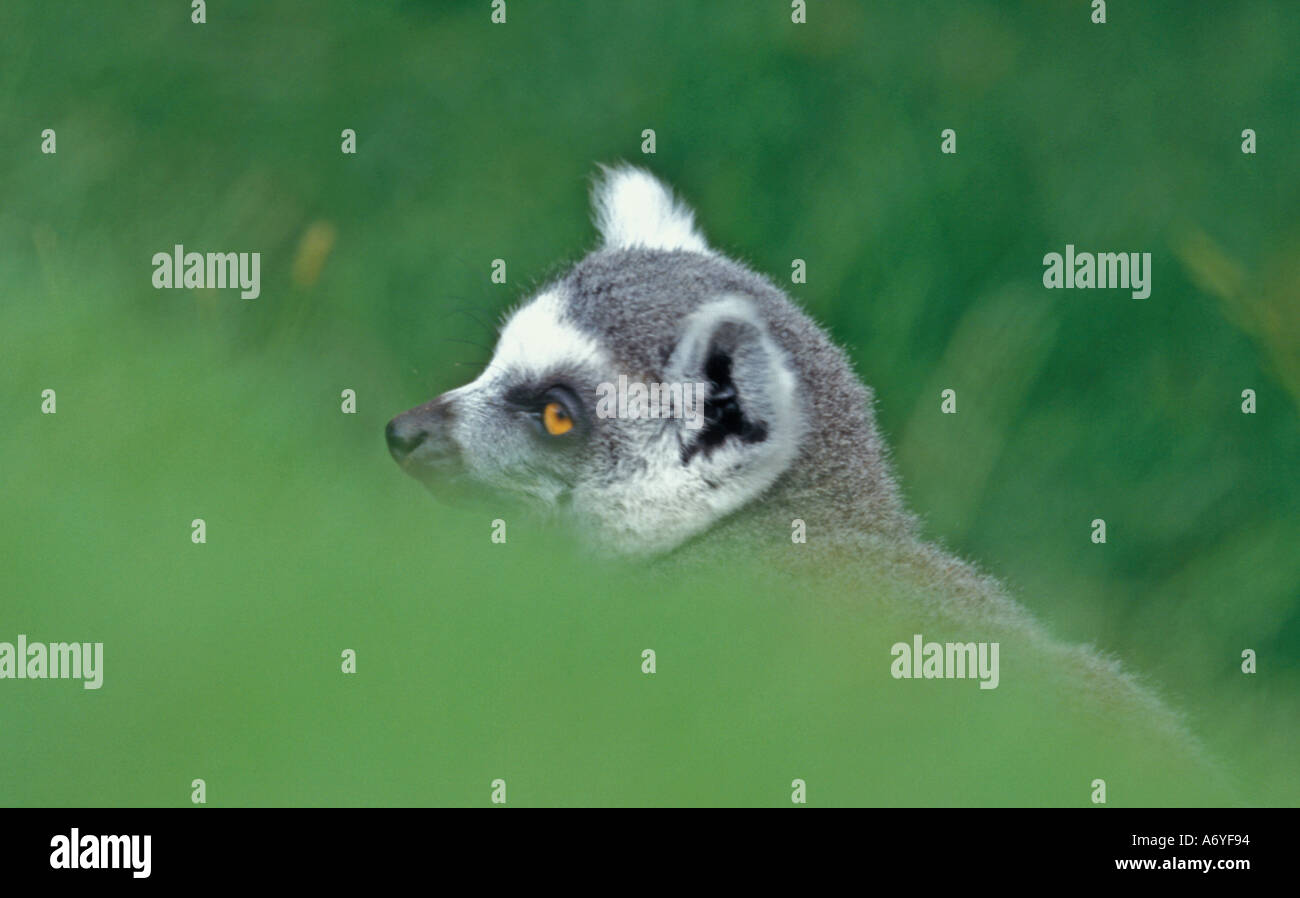 Ring-tailed Lemur-s-Kopf Stockfoto