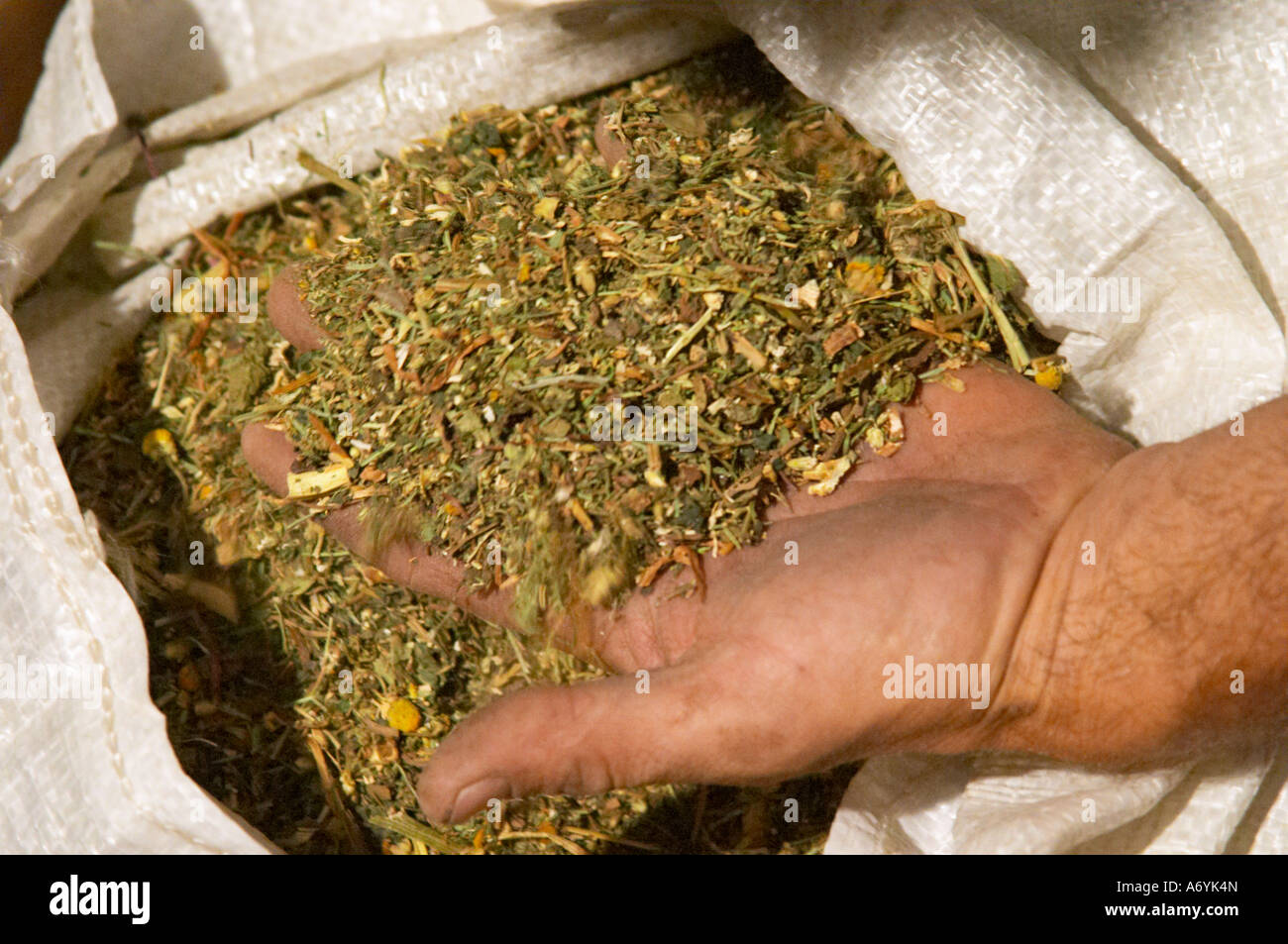 Christophe Peyrus Domaine Clos Marie. PIC St. Loup. Languedoc. Hand, die Kräuter für Bio-dynamische Vorbereitung. Eine Mischung aus getrockneten Kräutern und Blumen. Besitzer-Winzer. Frankreich. Europa. Stockfoto