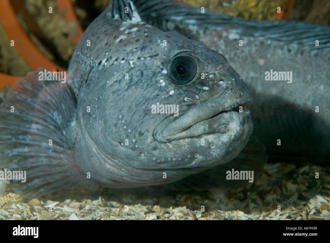 Hässlicher fisch Fotos und Bildmaterial in hoher Auflösung Alamy