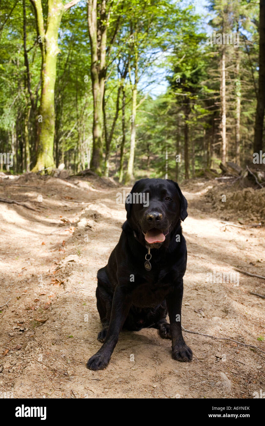 Schwarzer Labrador sitzt auf einem Waldweg im Idless Wood, Cornwall. Stockfoto