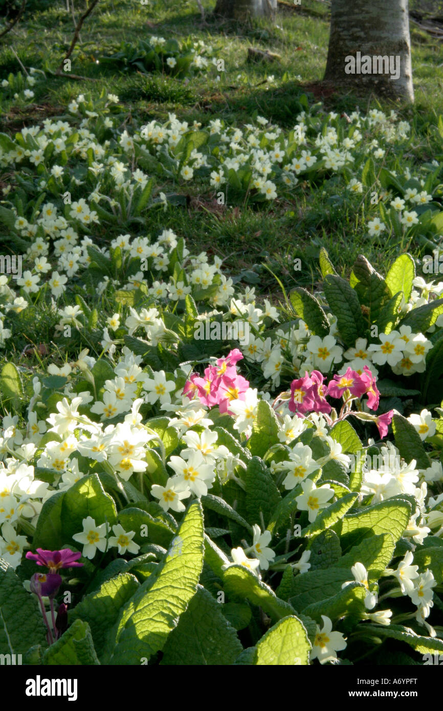 Es gibt in jeder Menge! Eingebürgerte Primula Vulgaris die gemeinsame Primel auf einer Bundesstraße Damm und einem hybridisierten Werk Stockfoto