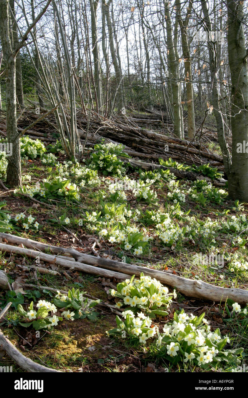 Eingebürgerte Primula Vulgaris die gemeinsame Primel auf einer Bundesstraße Damm Stockfoto