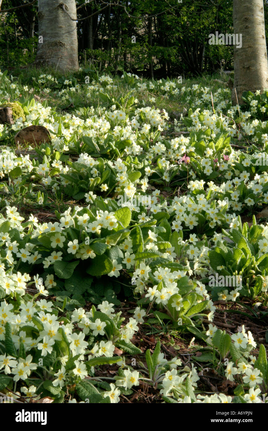 Eingebürgerte Primula Vulgaris die gemeinsame Primel auf einer Bundesstraße Damm Stockfoto