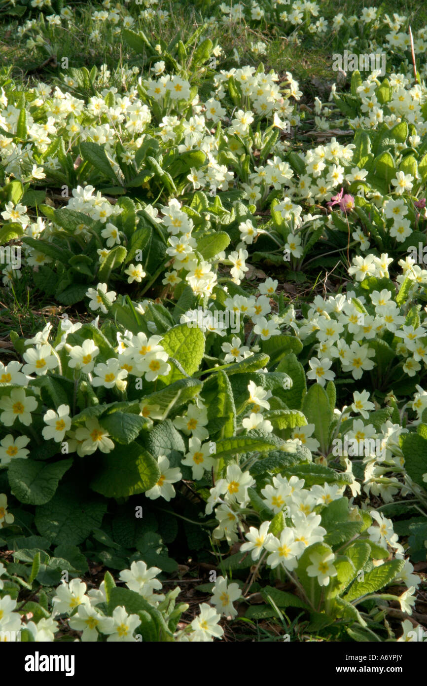 Eingebürgerte Primula Vulgaris die gemeinsame Primel auf einer Bundesstraße Damm Stockfoto