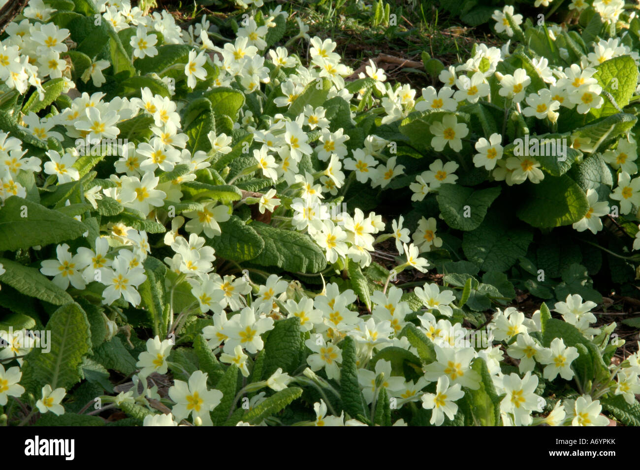 Eingebürgerte Primula Vulgaris die gemeinsame Primel auf einer Bundesstraße Damm Stockfoto