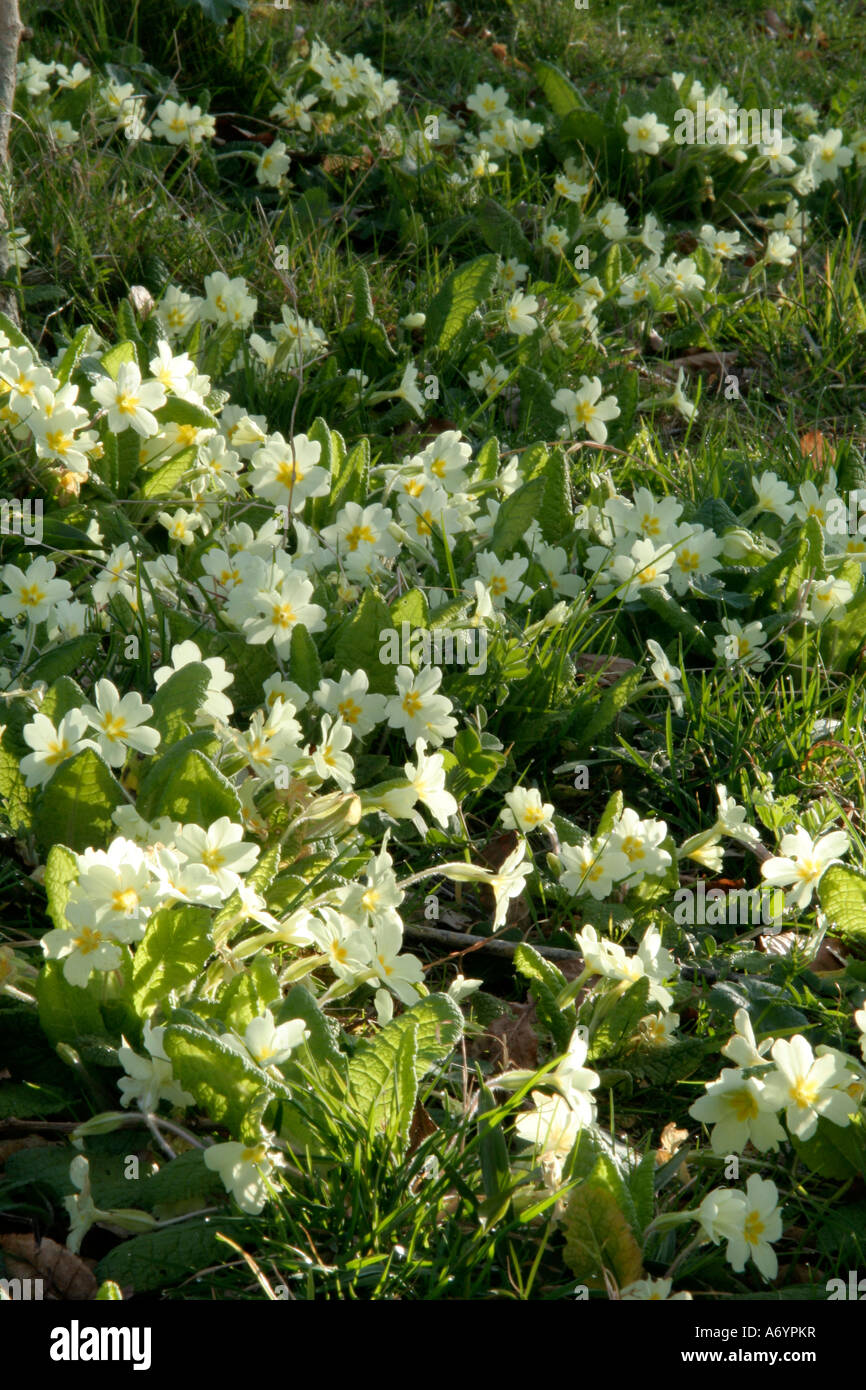 Eingebürgerte Primula Vulgaris die gemeinsame Primel auf einer Bundesstraße Damm Stockfoto