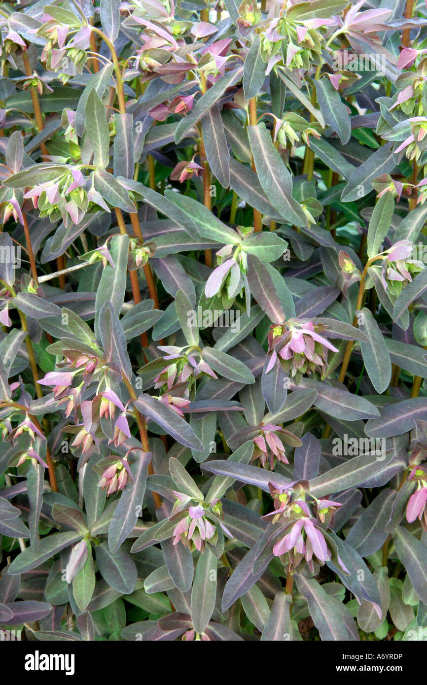 Euphorbia Dulcis Chamaleon 7. April Stockfoto