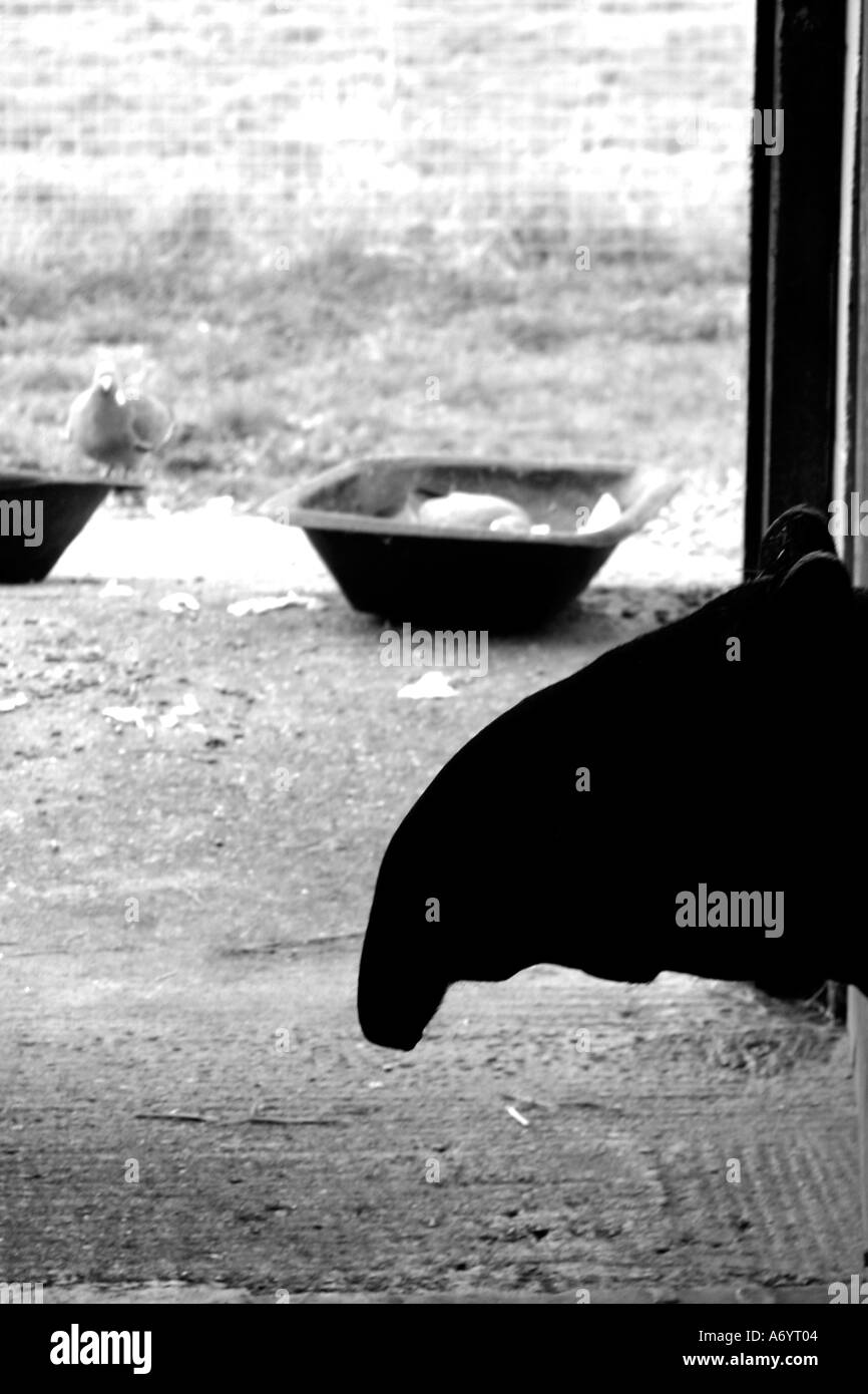 Tapir-Silhouette im Marwell Zoo Gehäuse UK Stockfoto