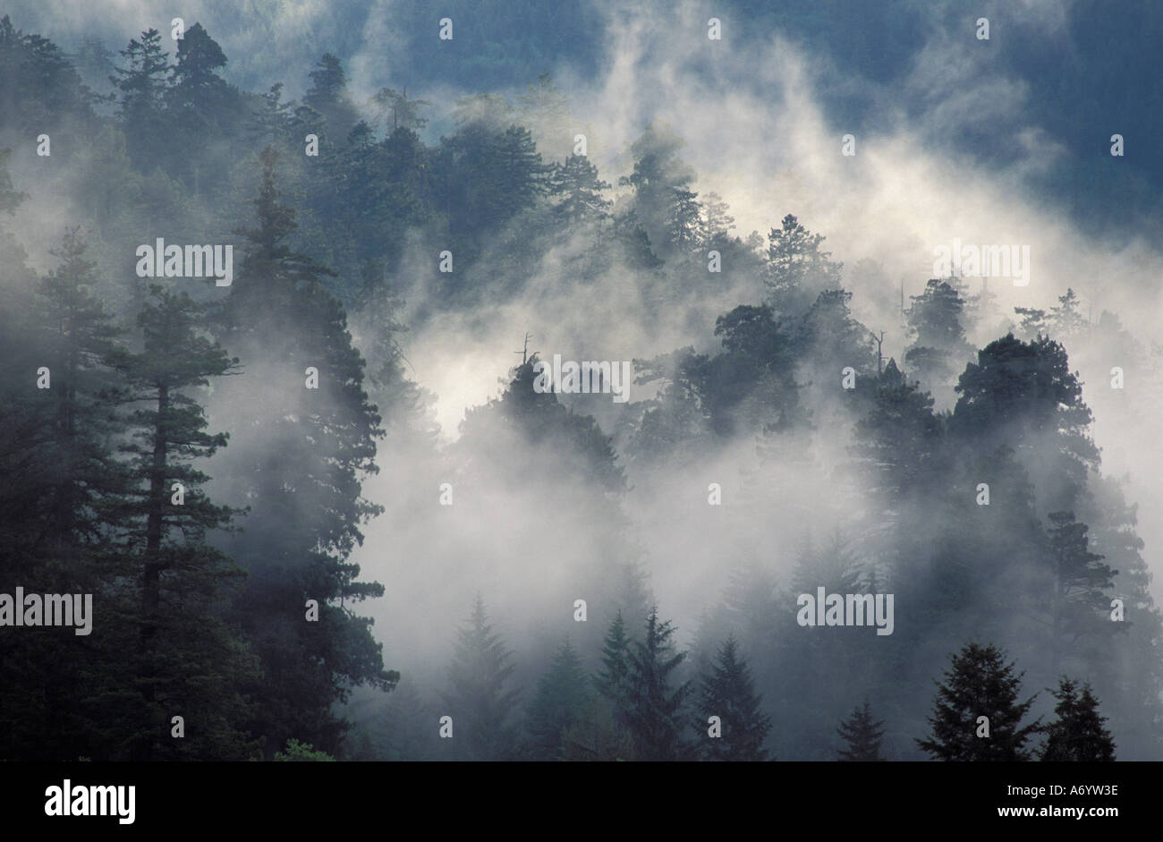 Wald der Nadelbäume mit Nebel Prairie Creek Redwoods State Park California Stockfoto