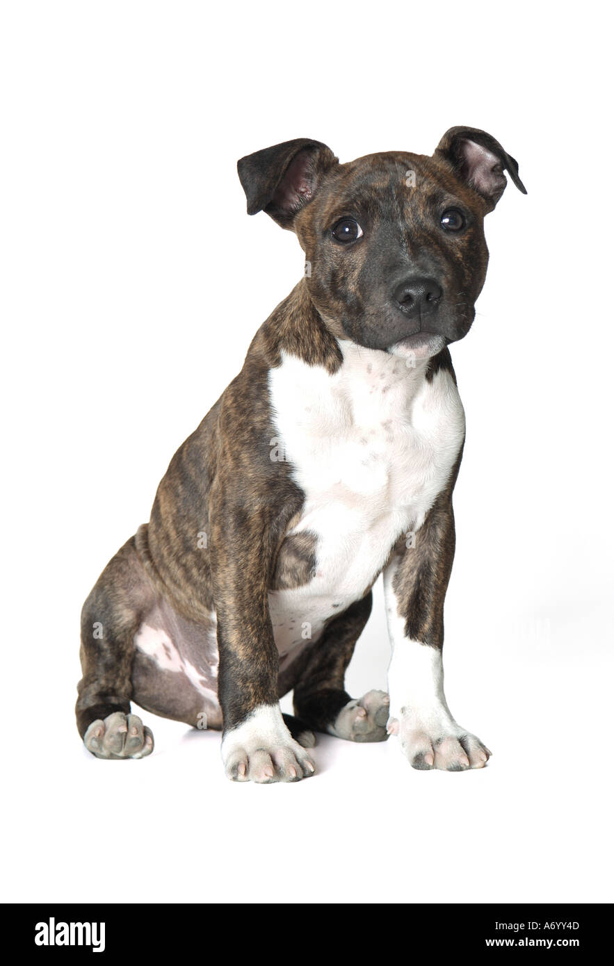 Staffordshire Bull Terrier Hund Stockfoto