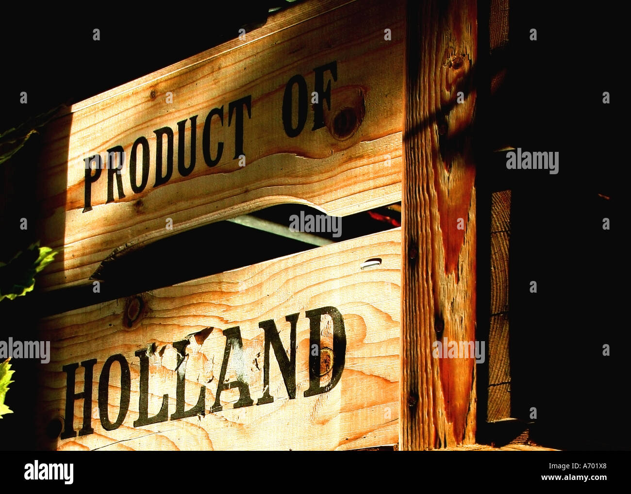 Tulpe Kiste sagen "Produkt von Holland" Stockfoto