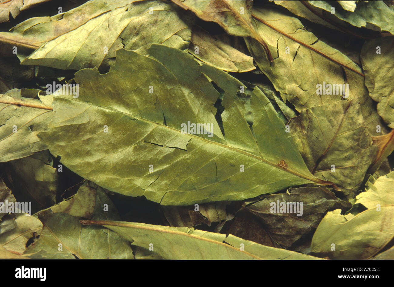 Lorbeer Blätter indonesische Lorbeer Gewürz Stockfoto