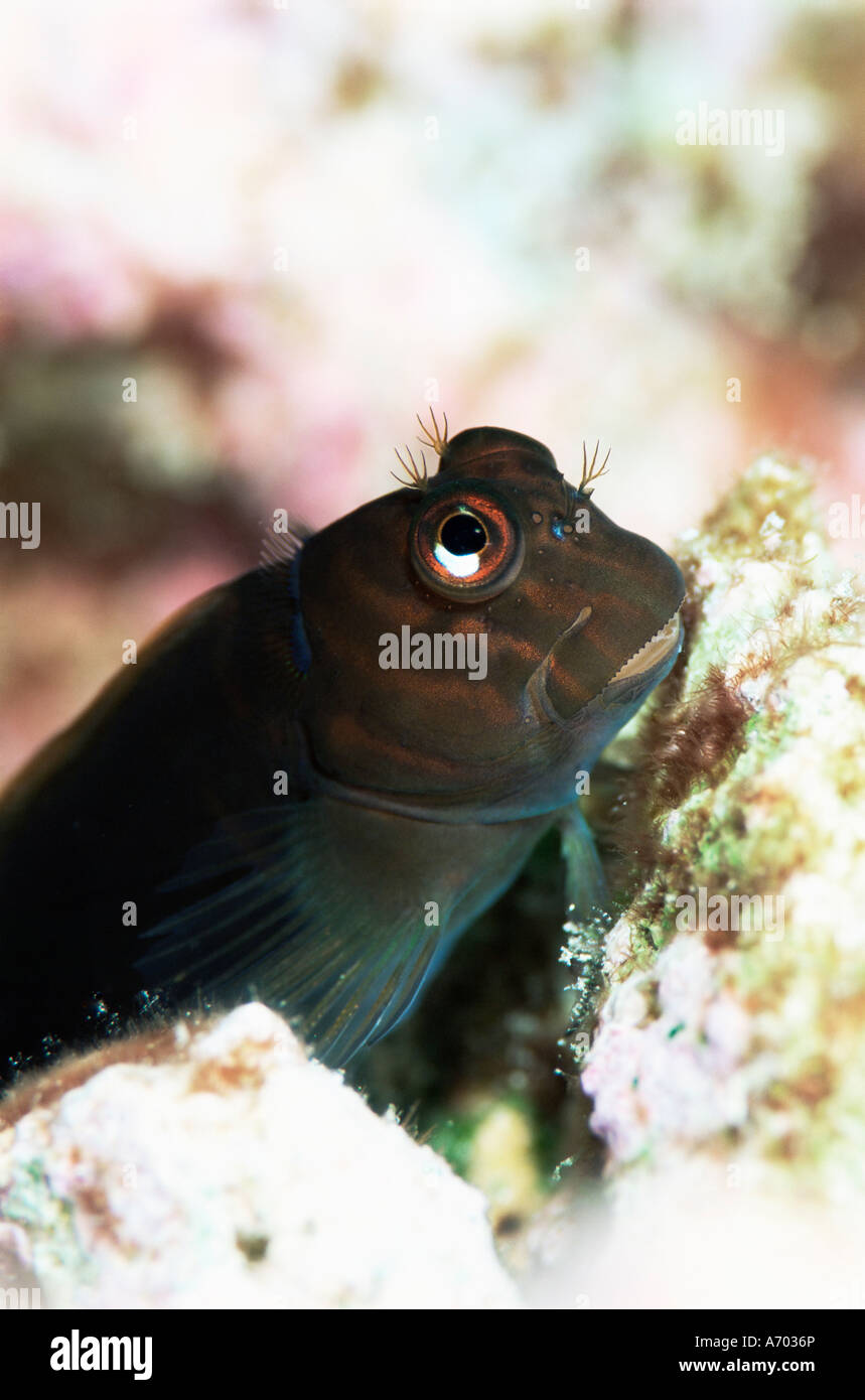 Grundel lebt in Löcher in Korallen Aldabra-Seychellen-Indischer Ozean-Afrika Stockfoto
