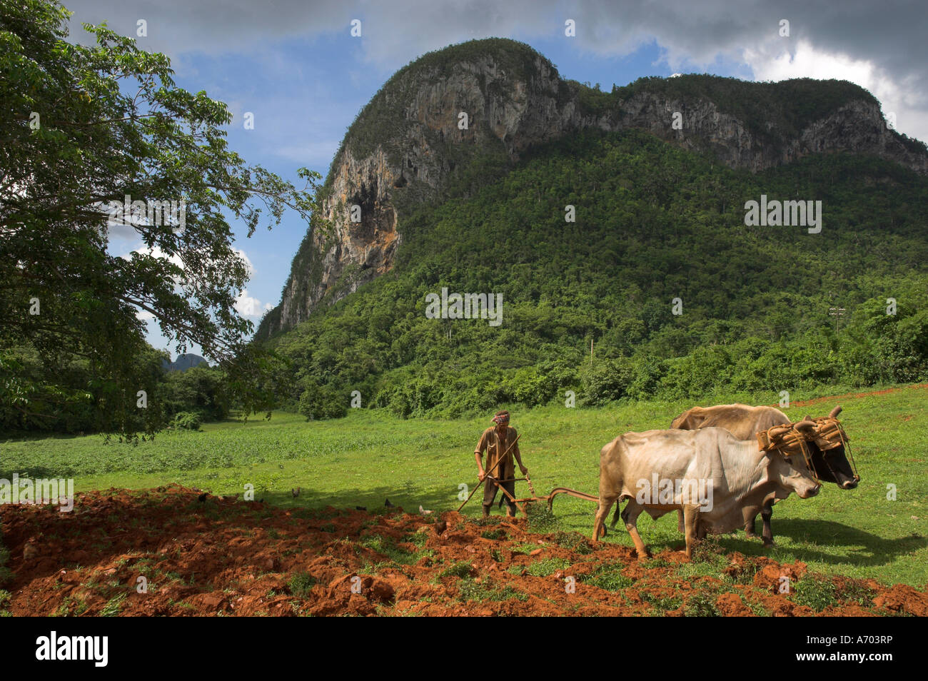 Bauer Bauer, der pflügt Feld mit seinen zwei Ochsen Vinales-Pinar del Rio Province Kuba West Indies Mittelamerika Stockfoto
