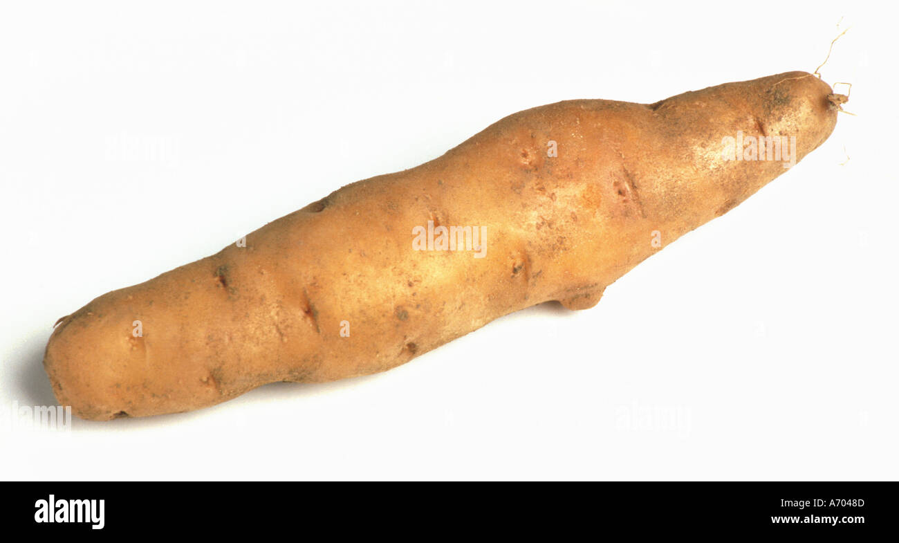 Essen Gemüse Kartoffel Kartoffeln besonderen Art genannt Bamberger Hörnchen Hoernchen kultiviert in Deutschland gourmet Stockfoto