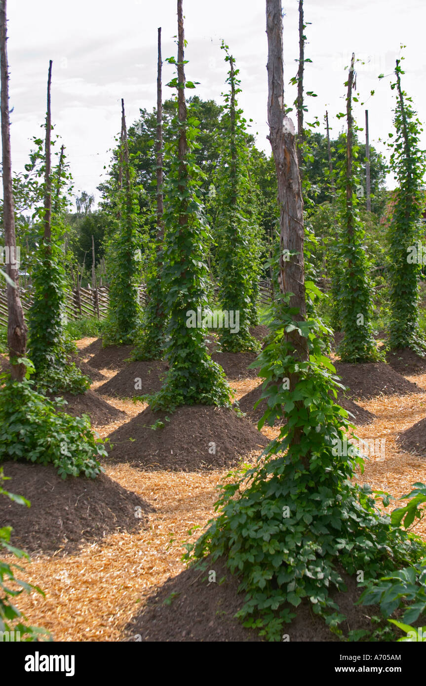 Hopfen im Kräutergarten. Die Farm in Rashult, wo Carl von Linné geboren wurde. Smaland Region. Schweden, Europa. Stockfoto