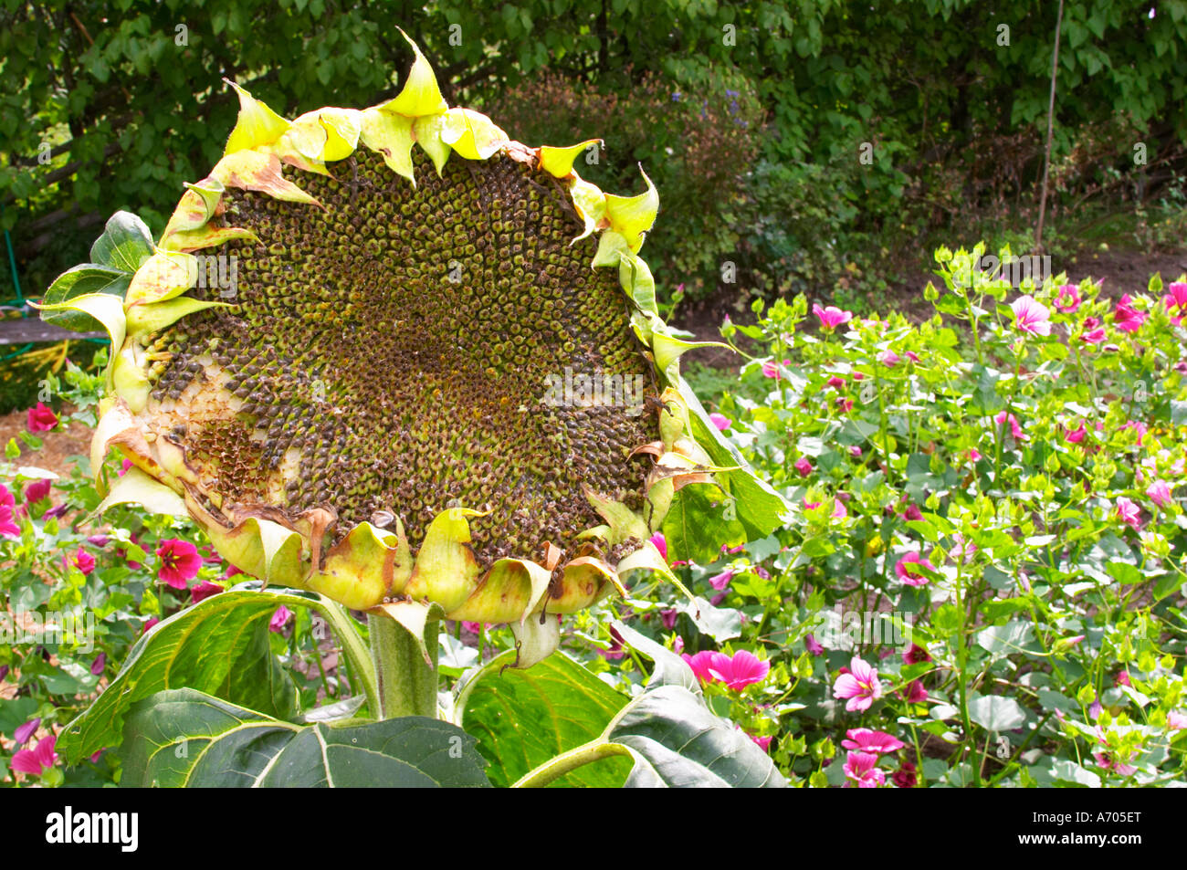 Eine große Sonnenblume Blume im Kräutergarten mit typischen Linnaeus Mal Pflanzen. Die Farm in Rashult, wo Carl von Linné geboren wurde. Stockfoto