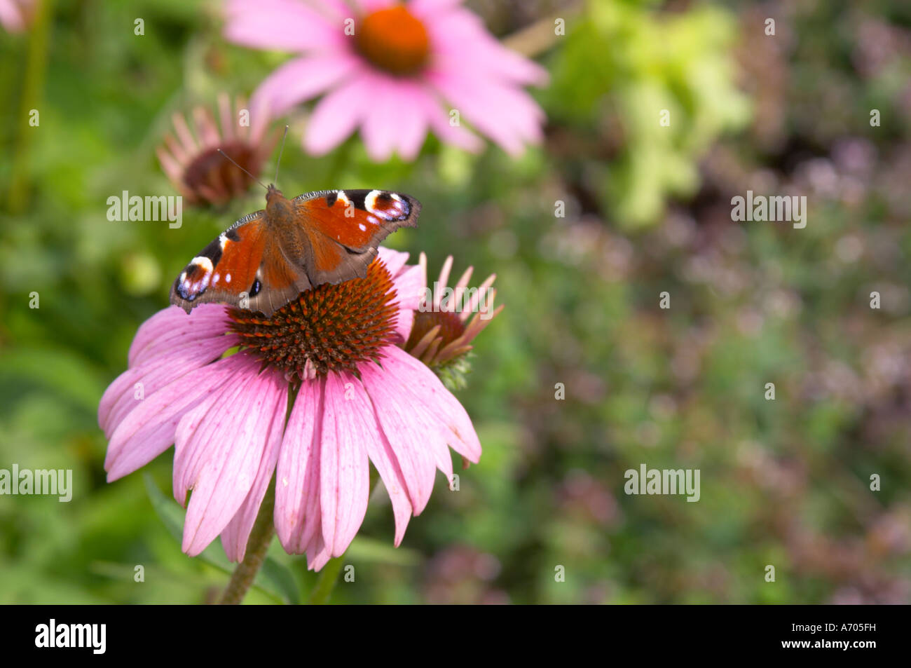 Der Kräutergarten mit typischen Linnaeus Mal Pflanzen. Tagpfauenauge Inachis Io auf einer Blume. Die Farm in Rashult wo Li Stockfoto