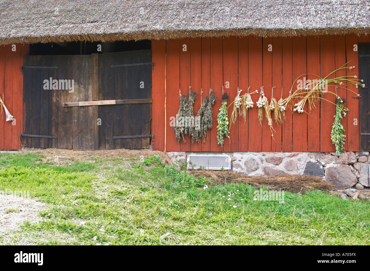 Kräutern und frischem Knoblauch hängen zum Trocknen in bündeln auf einer roten Scheune Wand. Die Farm in Rashult, wo Carl von Linné geboren wurde. Smaland Region. Schweden, Europa. Stockfoto