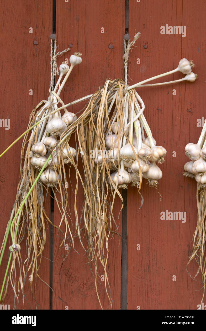 frischer Knoblauch hängen zum Trocknen in bündeln auf eine rote Scheune Wand. Die Farm in Rashult, wo Carl von Linné geboren wurde. Smaland Region. Schweden Stockfoto