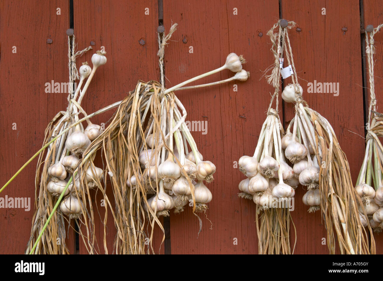 frischer Knoblauch hängen zum Trocknen in bündeln auf eine rote Scheune Wand. Die Farm in Rashult, wo Carl von Linné geboren wurde. Smaland Region. Schweden Stockfoto