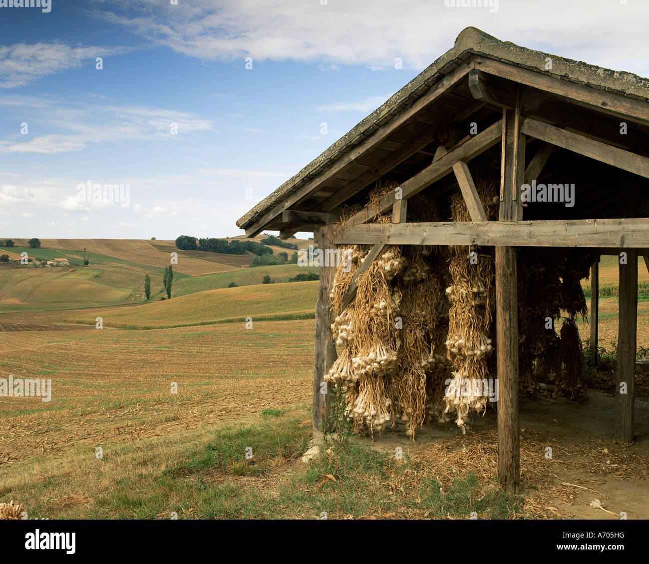 Knoblauch trocknen in der Nähe von Kondom Gascogne Midi-Pyrenäen Frankreich Europa Stockfoto