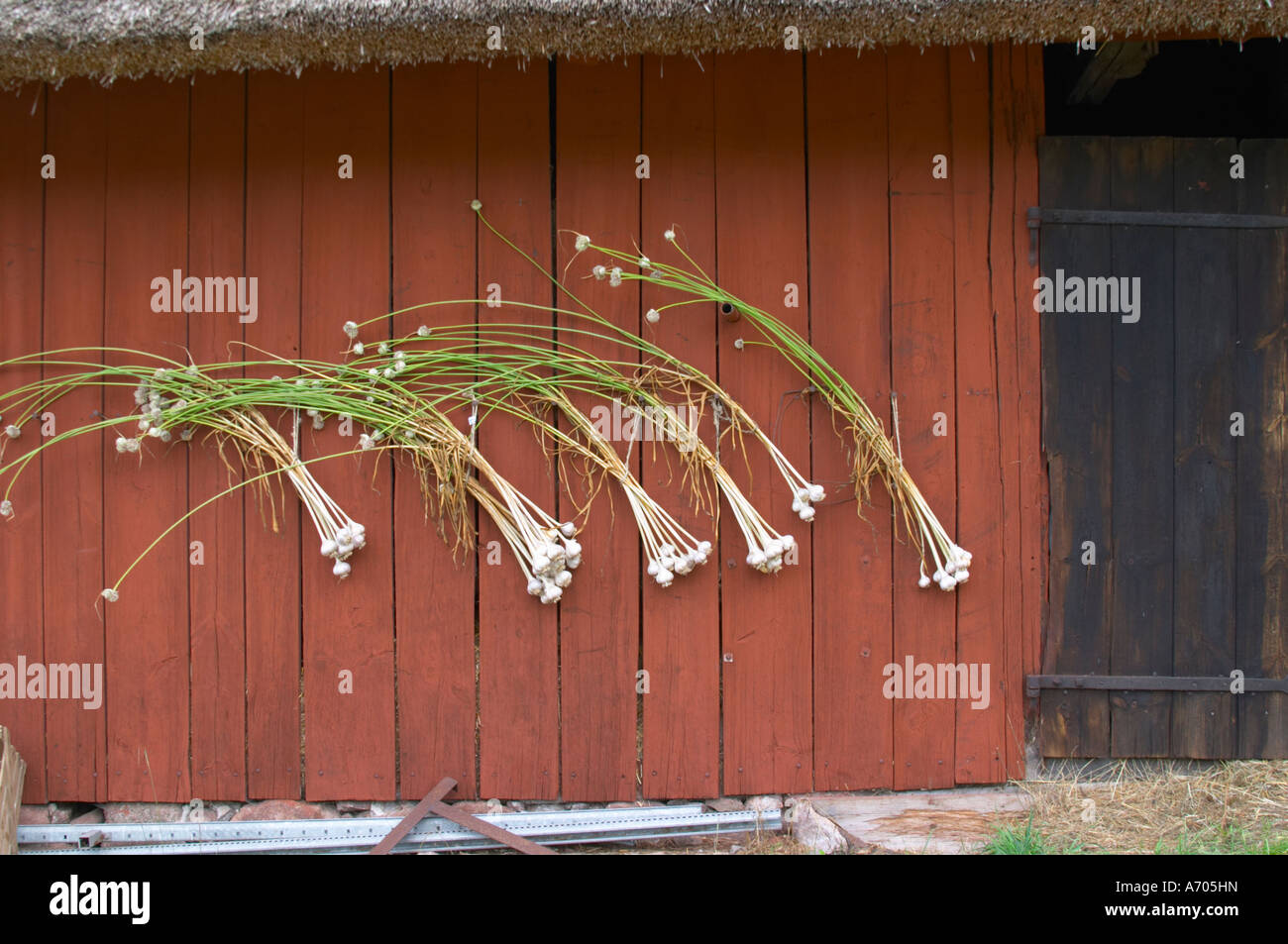 frischer Knoblauch hängen zum Trocknen in bündeln auf eine rote Scheune Wand. Die Farm in Rashult, wo Carl von Linné geboren wurde. Smaland Region. Schweden Stockfoto