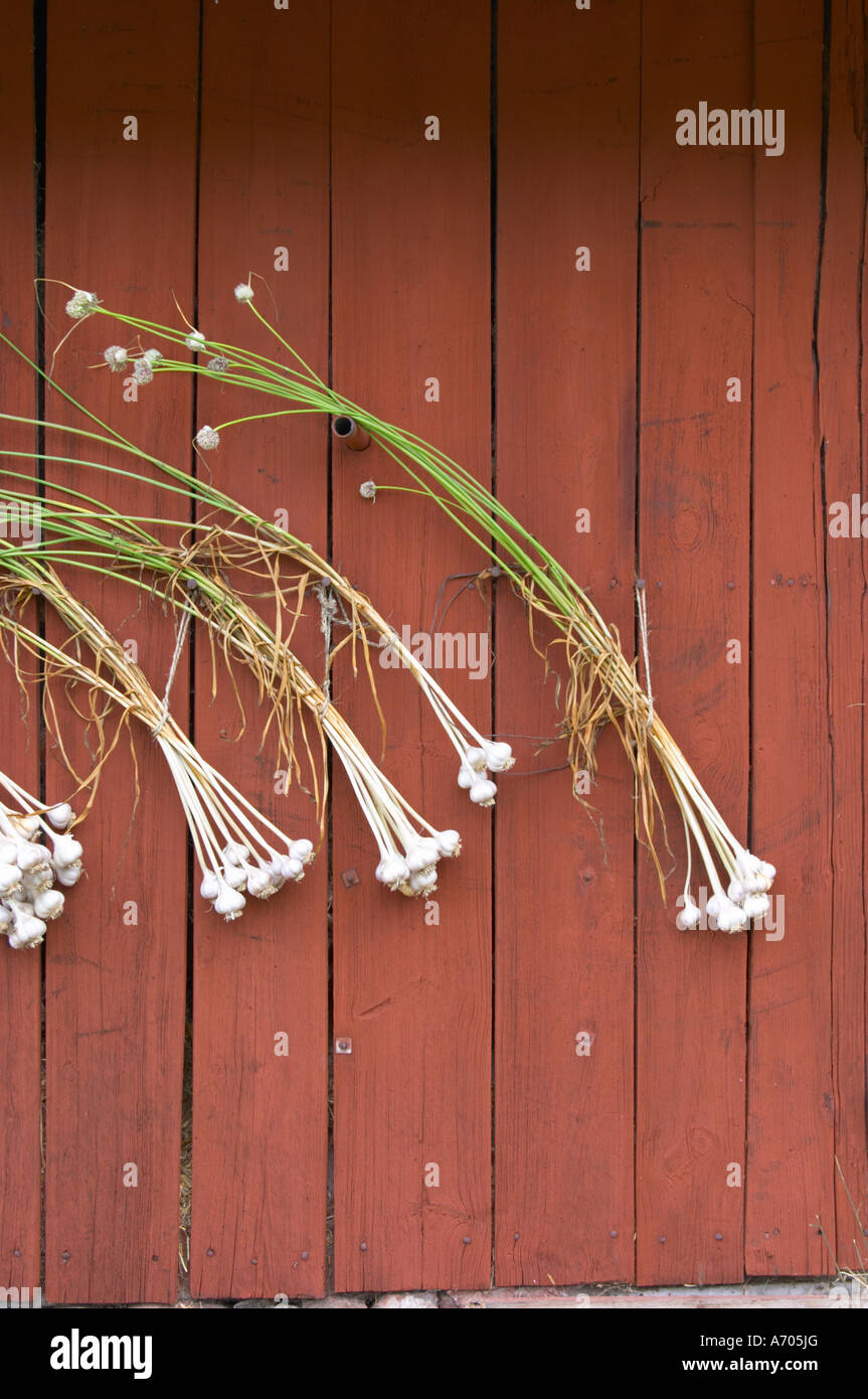 frischer Knoblauch hängen zum Trocknen in bündeln auf eine rote Scheune Wand. Die Farm in Rashult, wo Carl von Linné geboren wurde. Smaland Region. Schweden Stockfoto