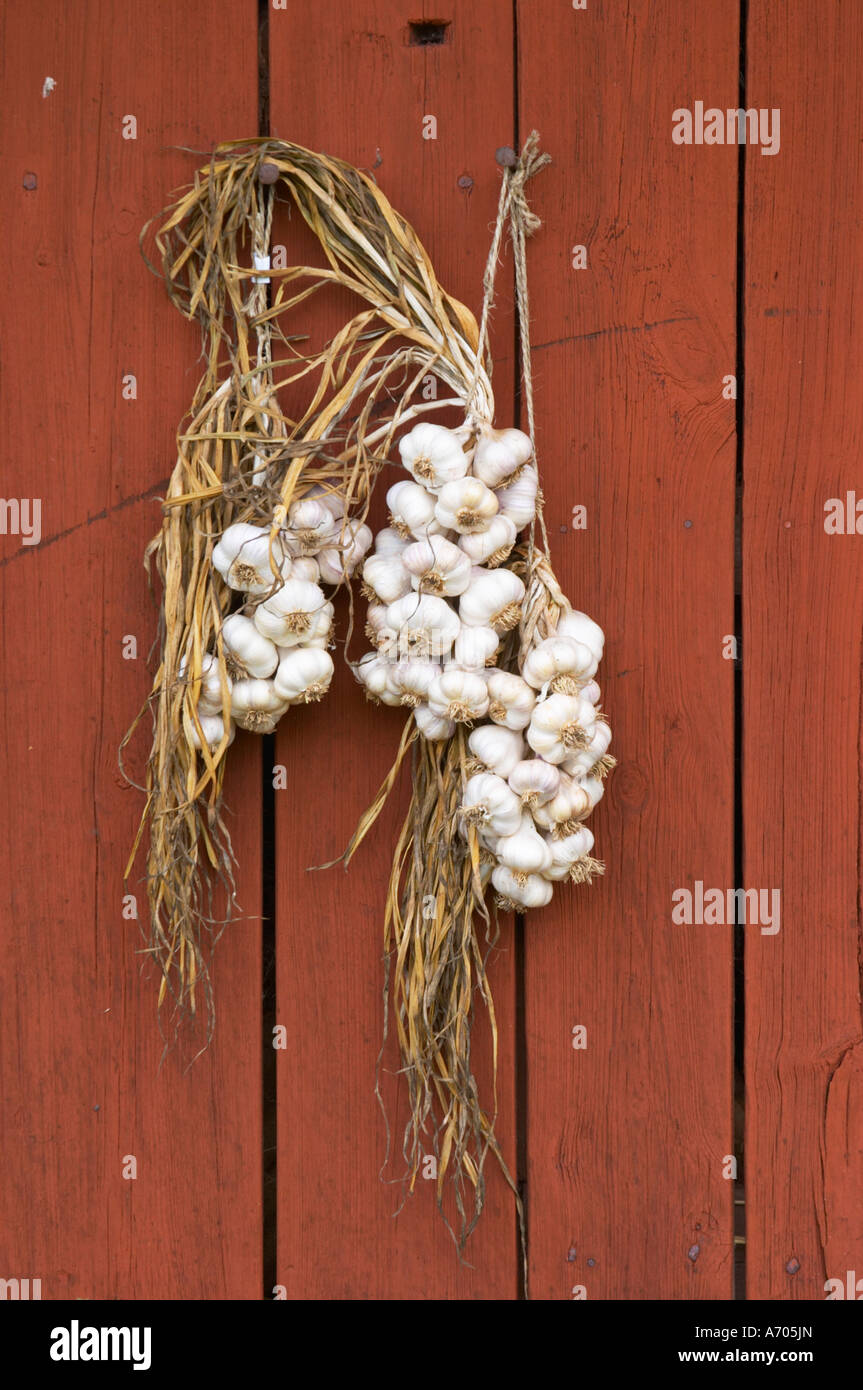 frischer Knoblauch hängen zum Trocknen in bündeln auf eine rote Scheune Wand. Die Farm in Rashult, wo Carl von Linné geboren wurde. Smaland Region. Schweden Stockfoto