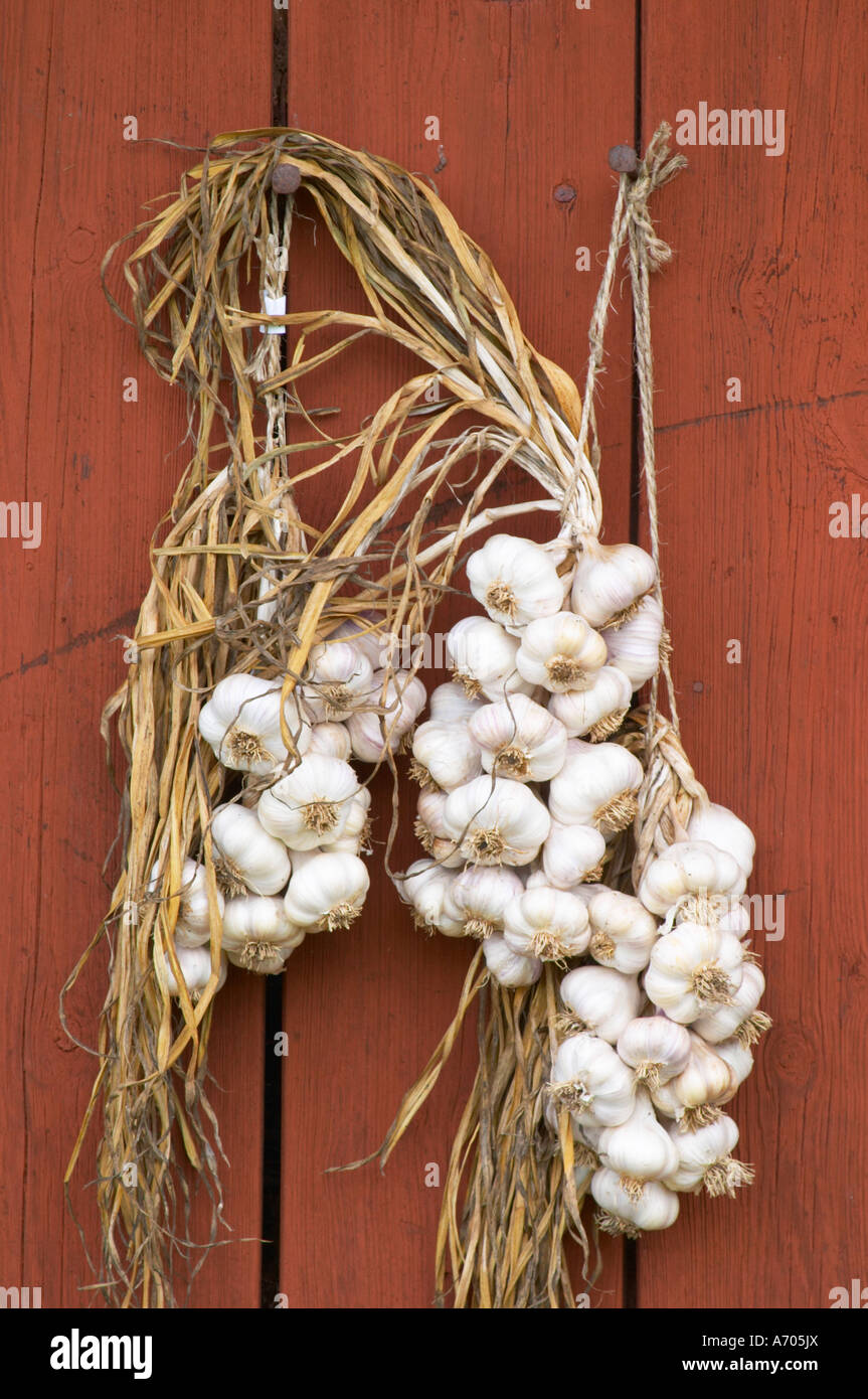 frischer Knoblauch hängen zum Trocknen in bündeln auf eine rote Scheune Wand. Die Farm in Rashult, wo Carl von Linné geboren wurde. Smaland Region. Schweden Stockfoto