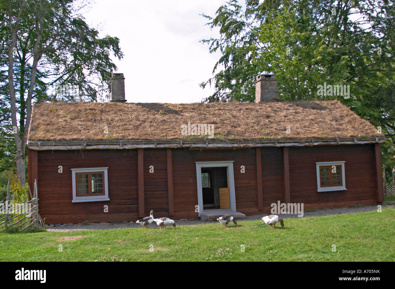 Wo Linné geboren wurde. Gänse auf dem Rasen. Die Farm in Rashult, wo Carl von Linné geboren wurde. Smaland Region. Schweden, Europa. Stockfoto