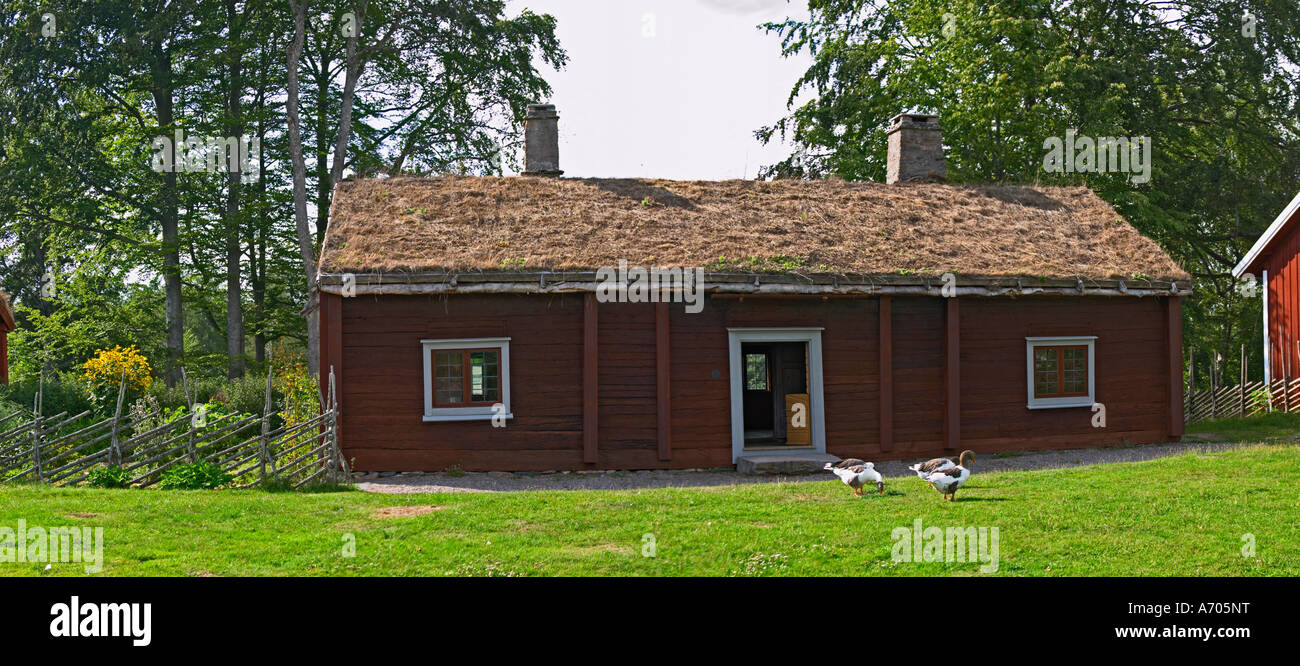 Wo Linné geboren wurde. Gänse auf dem Rasen. Die Farm in Rashult, wo Carl von Linné geboren wurde. Smaland Region. Schweden, Europa. Stockfoto