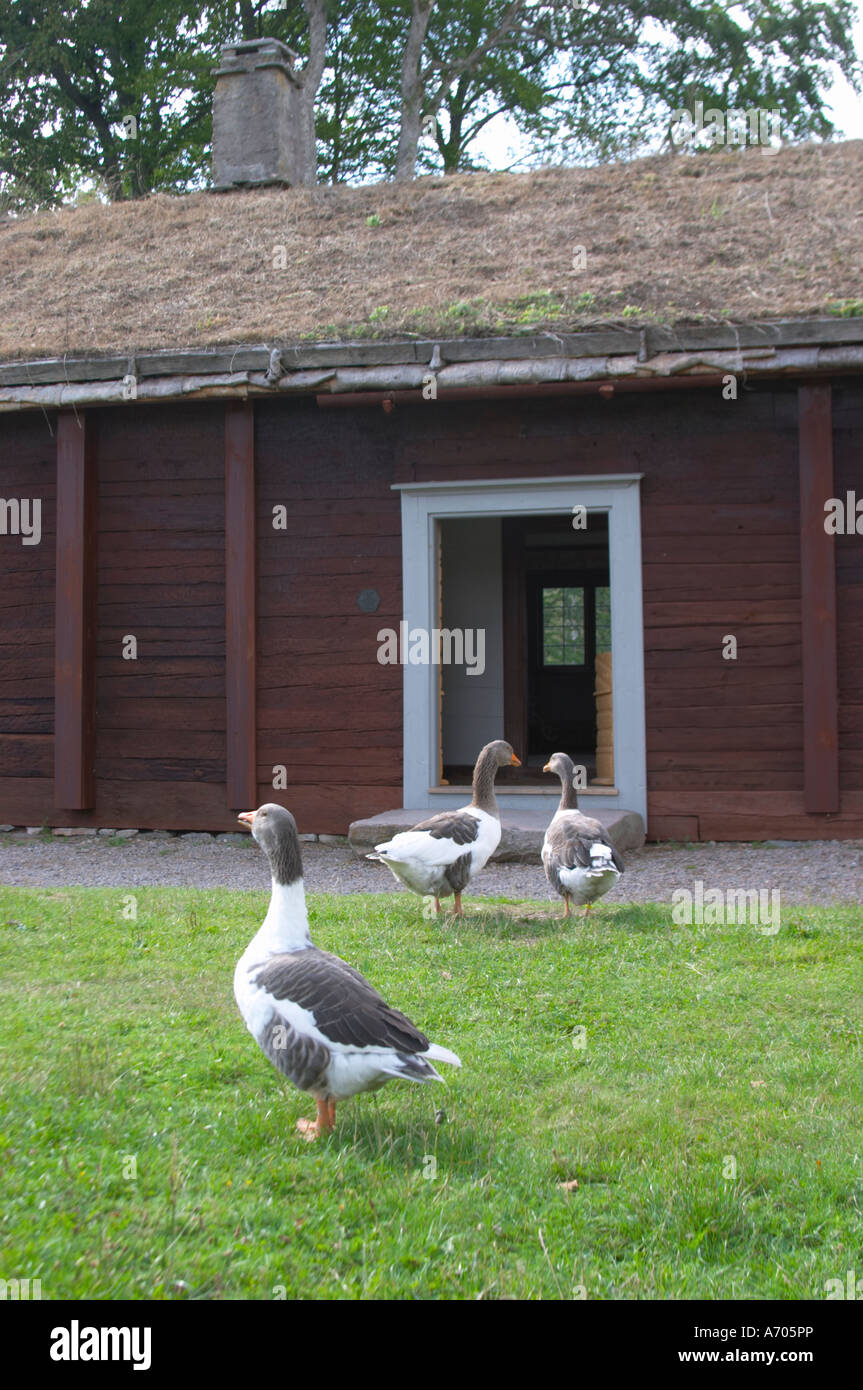 Wo Linné geboren wurde. Gänse auf dem Rasen. Die Farm in Rashult, wo Carl von Linné geboren wurde. Smaland Region. Schweden, Europa. Stockfoto