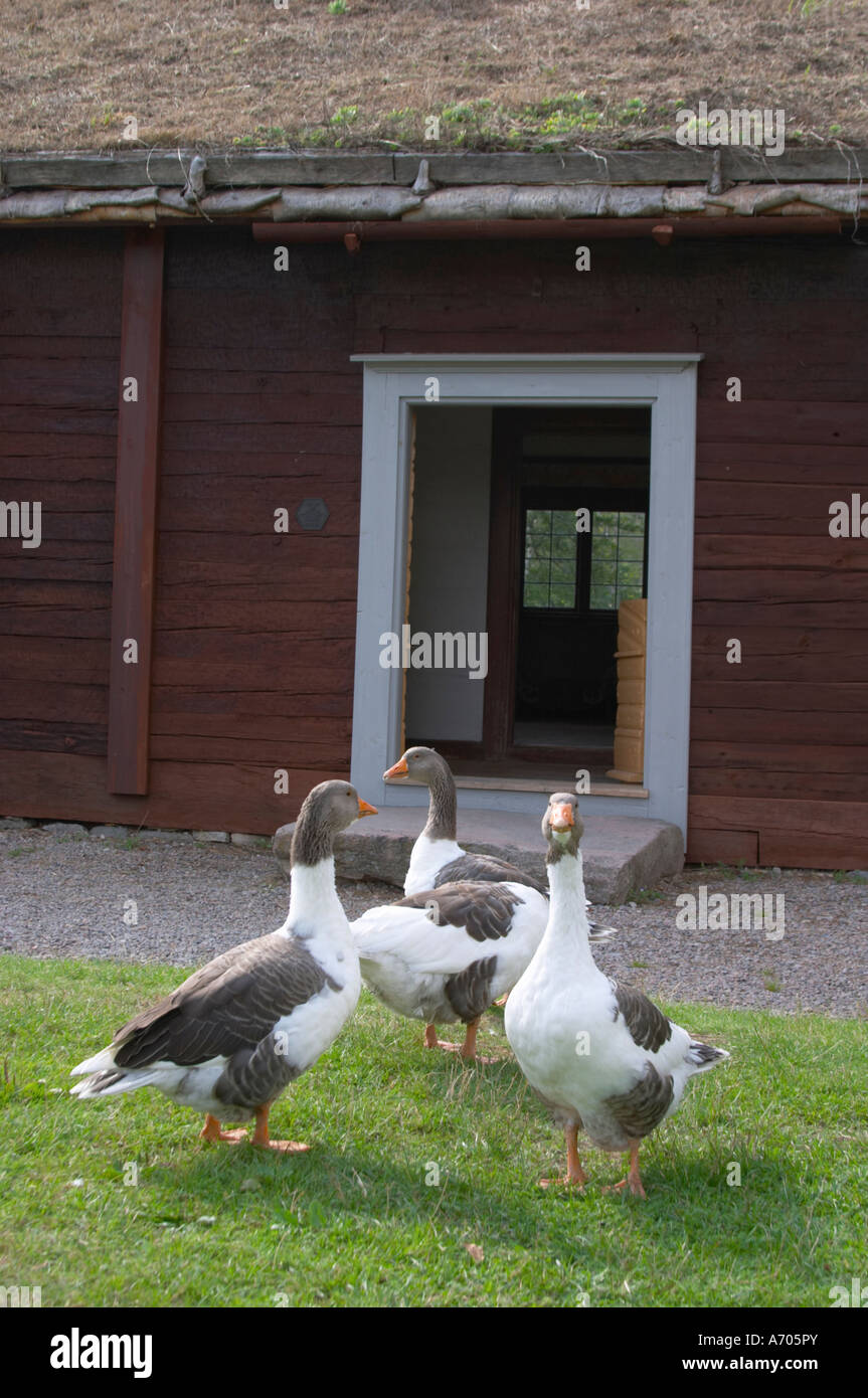 Wo Linné geboren wurde. Gänse auf dem Rasen. Die Farm in Rashult, wo Carl von Linné geboren wurde. Smaland Region. Schweden, Europa. Stockfoto