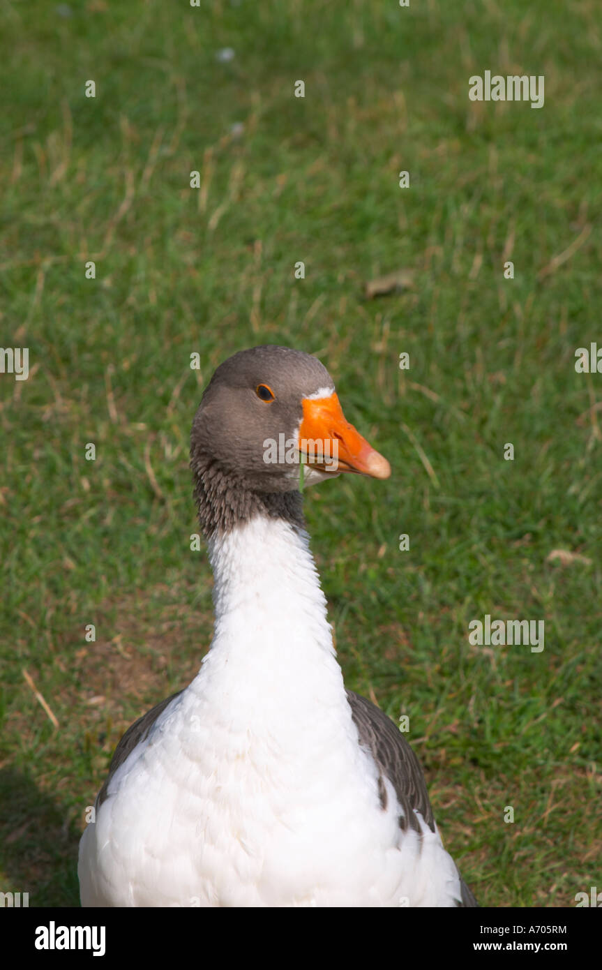 Gänse auf dem Rasen. Die Farm in Rashult, wo Carl von Linné geboren wurde. Smaland Region. Schweden, Europa. Stockfoto