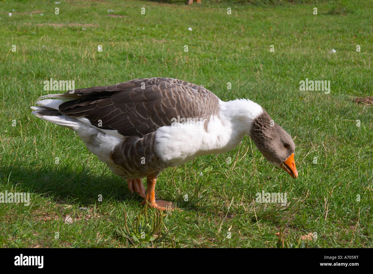 Gänse auf dem Rasen. Die Farm in Rashult, wo Carl von Linné geboren wurde. Smaland Region. Schweden, Europa. Stockfoto